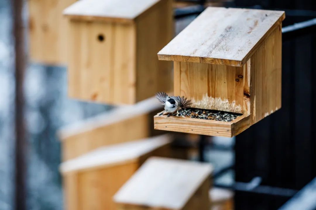 &ldquo;与鸟共栖&rdquo;：Biosphere at Treehotel 入选全球最具奇幻想象力的度假住宿之一