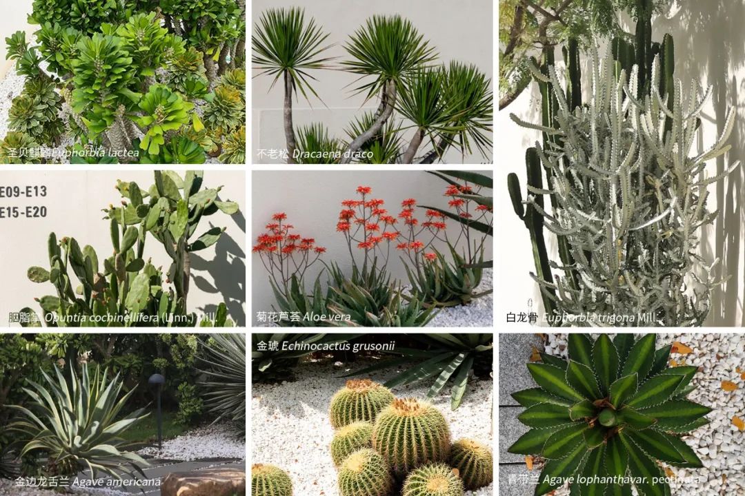 致舍作品 ｜ 隐入山林——阿那亚三亚南花园