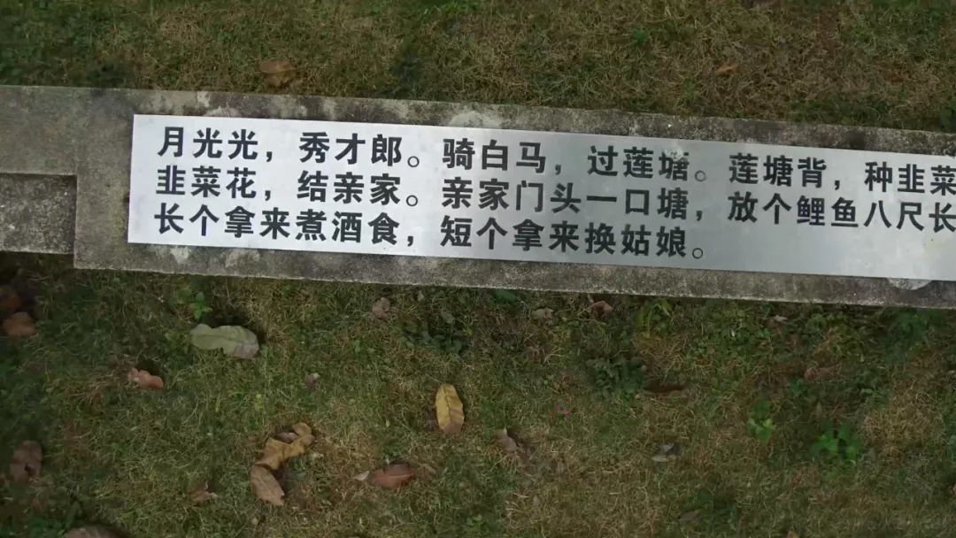 时光，植物、文化和大地
