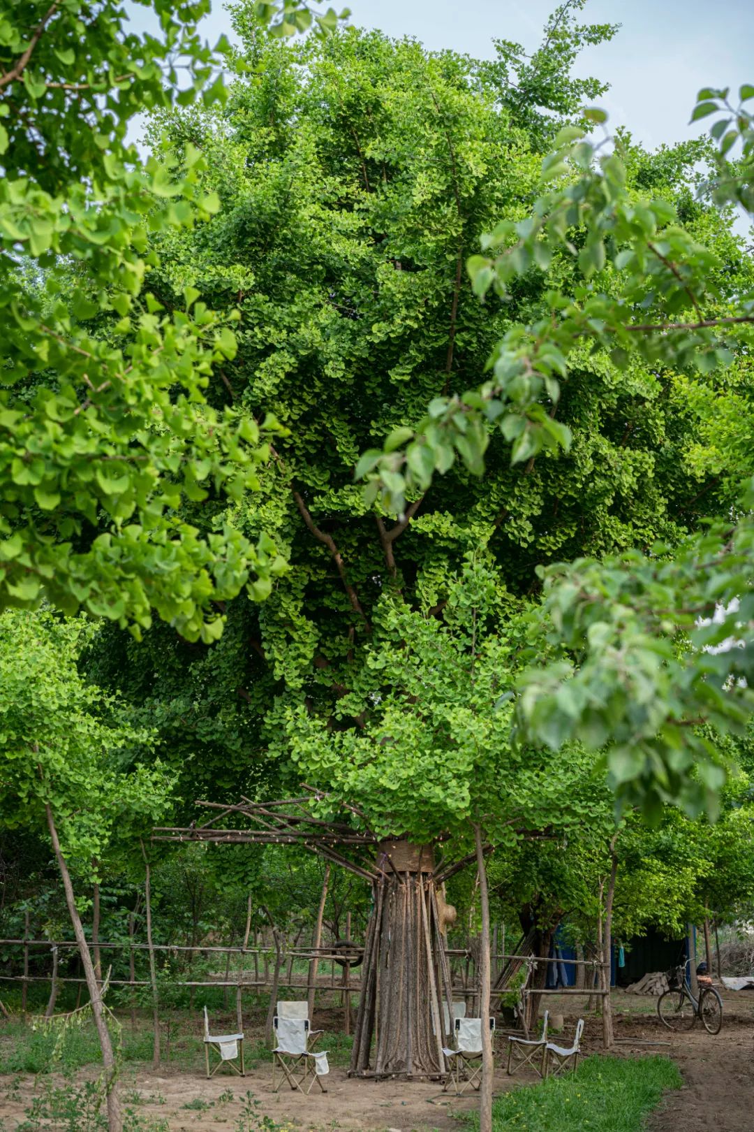 UK Studio Design｜拥抱可持续 / 竹装置&mdash;&mdash;Tree of Life