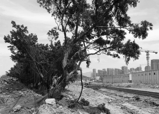 浸润四季芳菲的未来社区 | 温州华润置地 · 悦未来【致逸精筑】