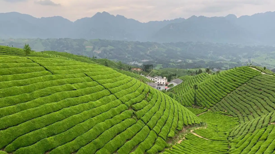 Arcadis凯谛思秉承海湾治理国际理念,为福鼎构建陆海统筹的一体化管理体系,促进海洋经济转型