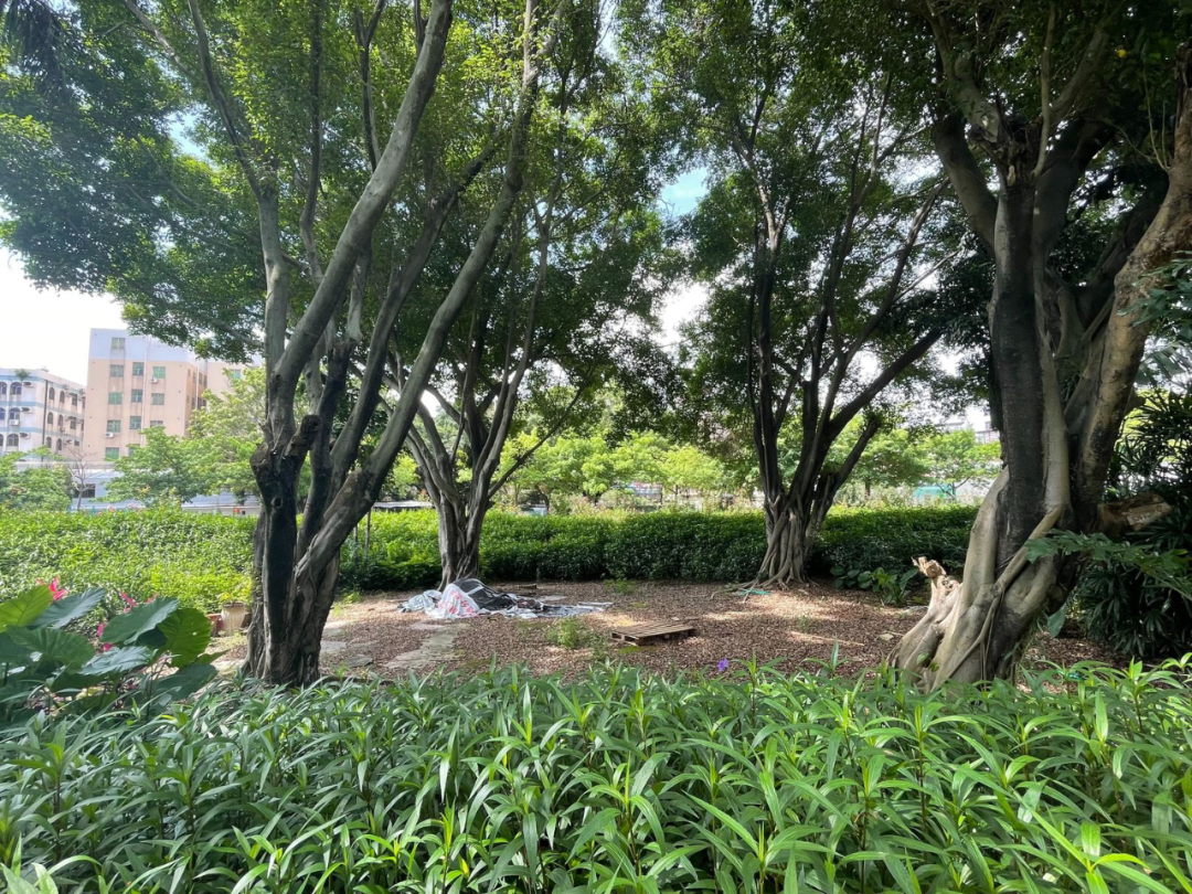 龙园焕活，城水共兴 - 龙岗河干流碧道示范段 龙园水岸 | LA理事风采