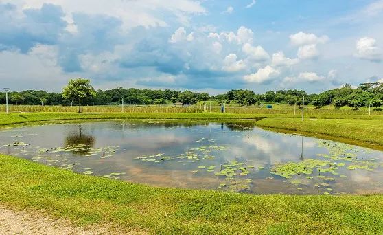 从花园城市到大自然中的城市丨“国际景观之声”第二站即将开往新加坡！