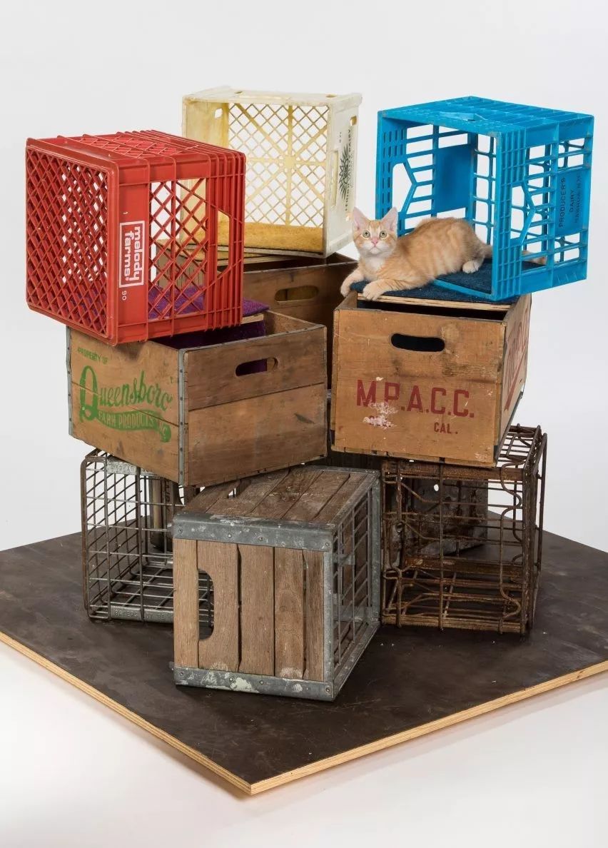 予舍予筑,建筑师,国际事务所,猫咪