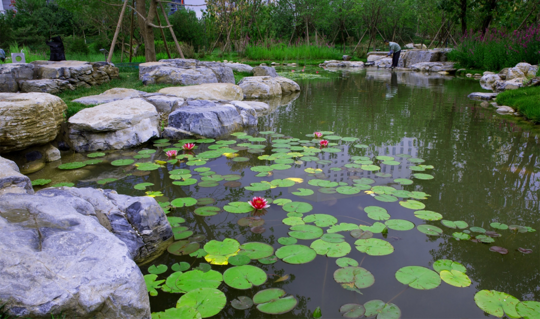 小湿地大生态——北京小微湿地保护修复示范建设项目实践 | LA理事风采