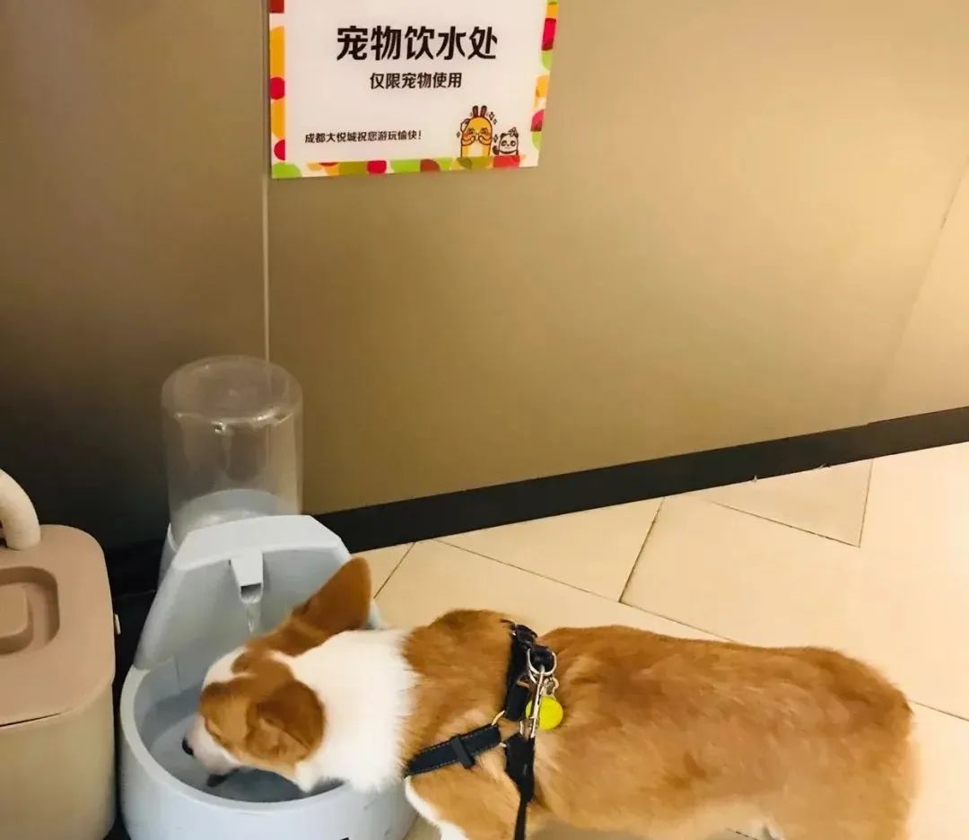 宠物友好商场：“它经济”下，城市商业生态的多样化探索