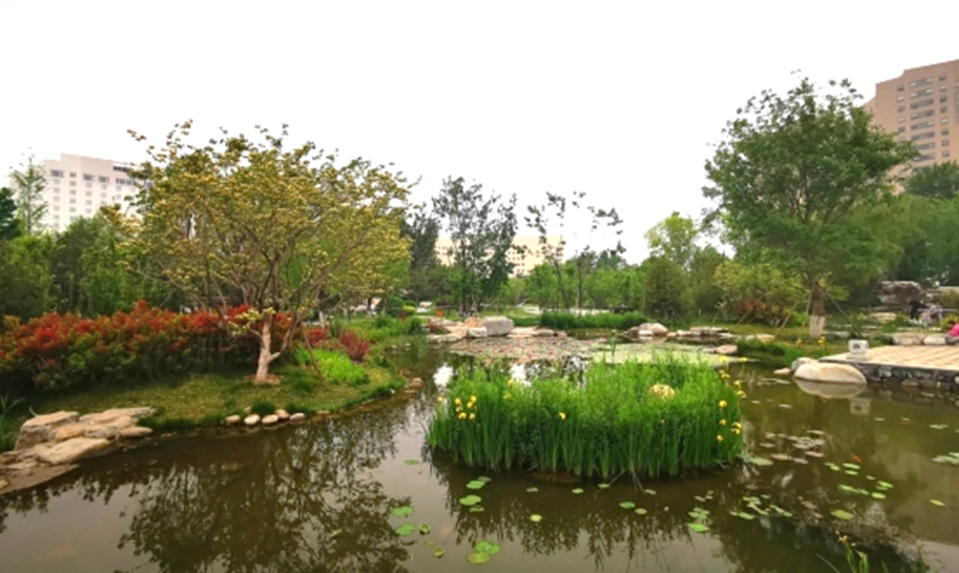 小湿地大生态——北京小微湿地保护修复示范建设项目实践 | LA理事风采