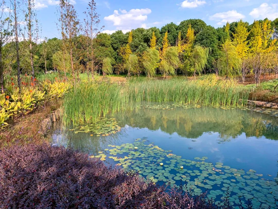 LA专集 | 万木葱翠,十里森境——森林公园规划设计探索