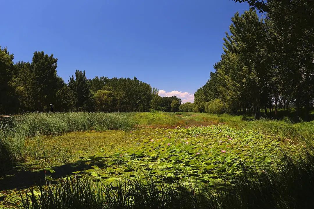 LA专集 | 万木葱翠,十里森境——森林公园规划设计探索