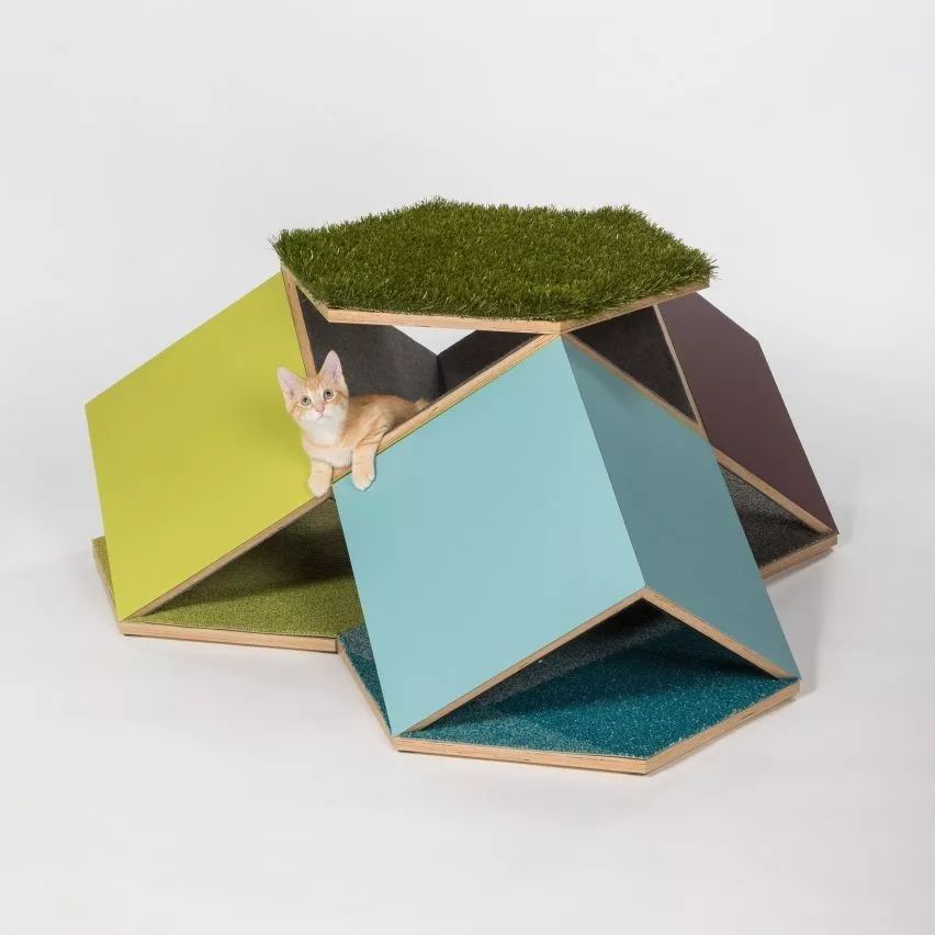 予舍予筑,建筑师,国际事务所,猫咪