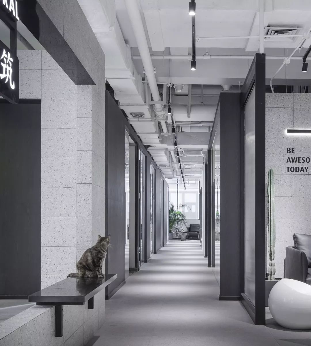 予舍予筑,建筑师,国际事务所,猫咪