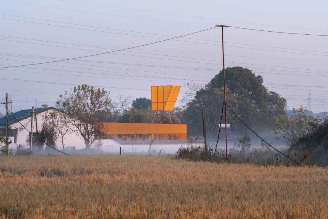 李涛：野生之外