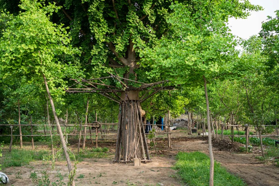 UK Studio Design｜拥抱可持续 / 竹装置&mdash;&mdash;Tree of Life