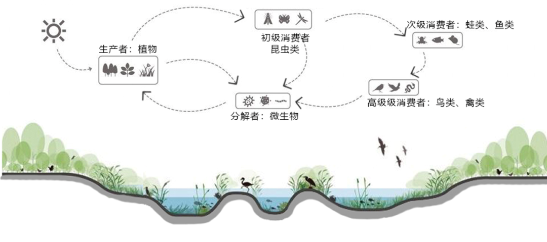 小湿地大生态——北京小微湿地保护修复示范建设项目实践 | LA理事风采