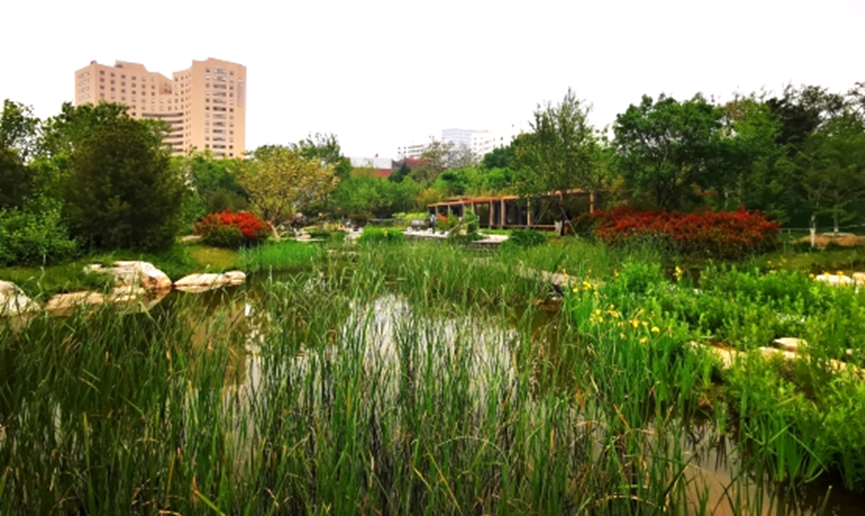 小湿地大生态——北京小微湿地保护修复示范建设项目实践 | LA理事风采
