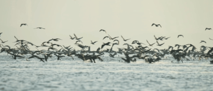 湾区新场地即将呈现丨马岩松MAD深圳湾文化广场
