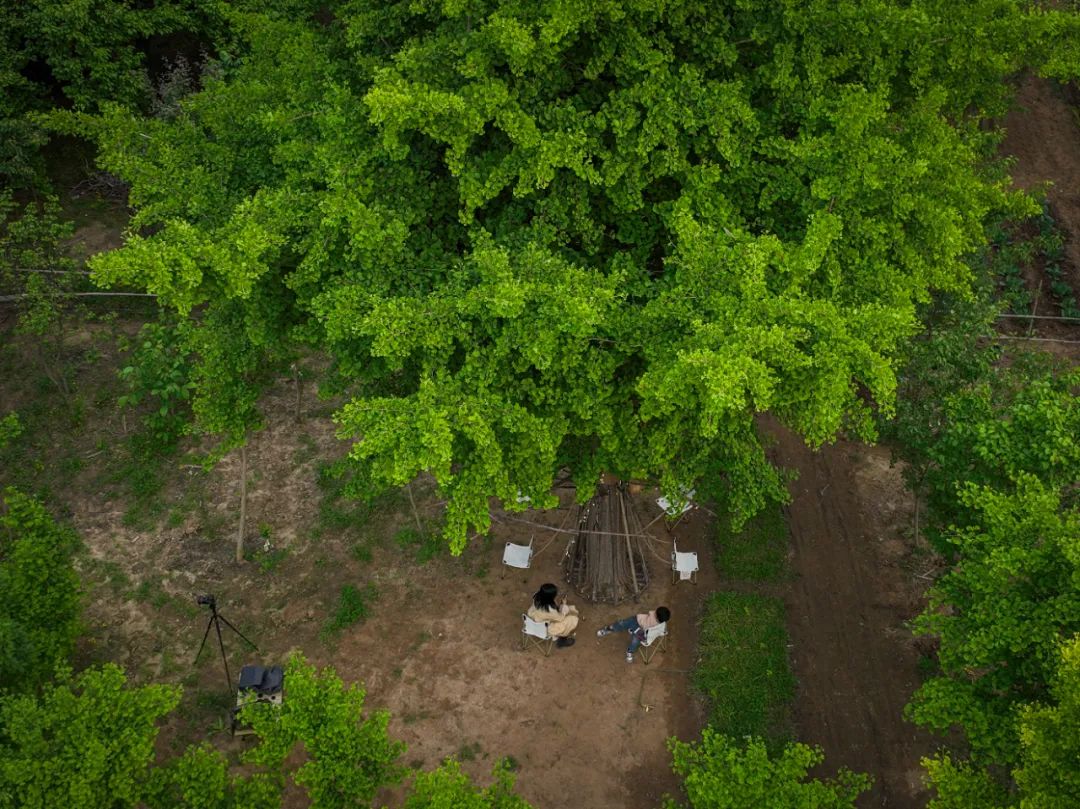 UK Studio Design｜拥抱可持续 / 竹装置&mdash;&mdash;Tree of Life