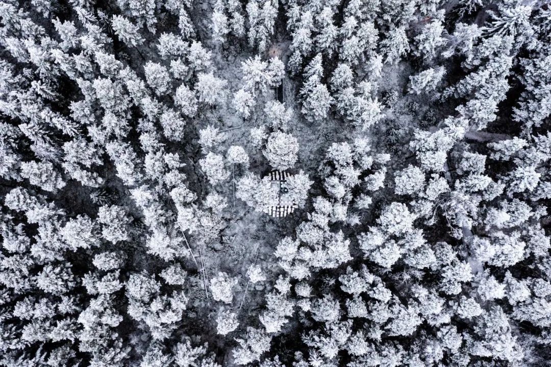 &ldquo;与鸟共栖&rdquo;：Biosphere at Treehotel 入选全球最具奇幻想象力的度假住宿之一