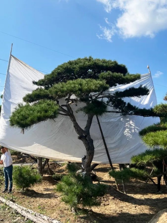 匠心工艺 融合南北精粹丨北京绿城·西山云庐