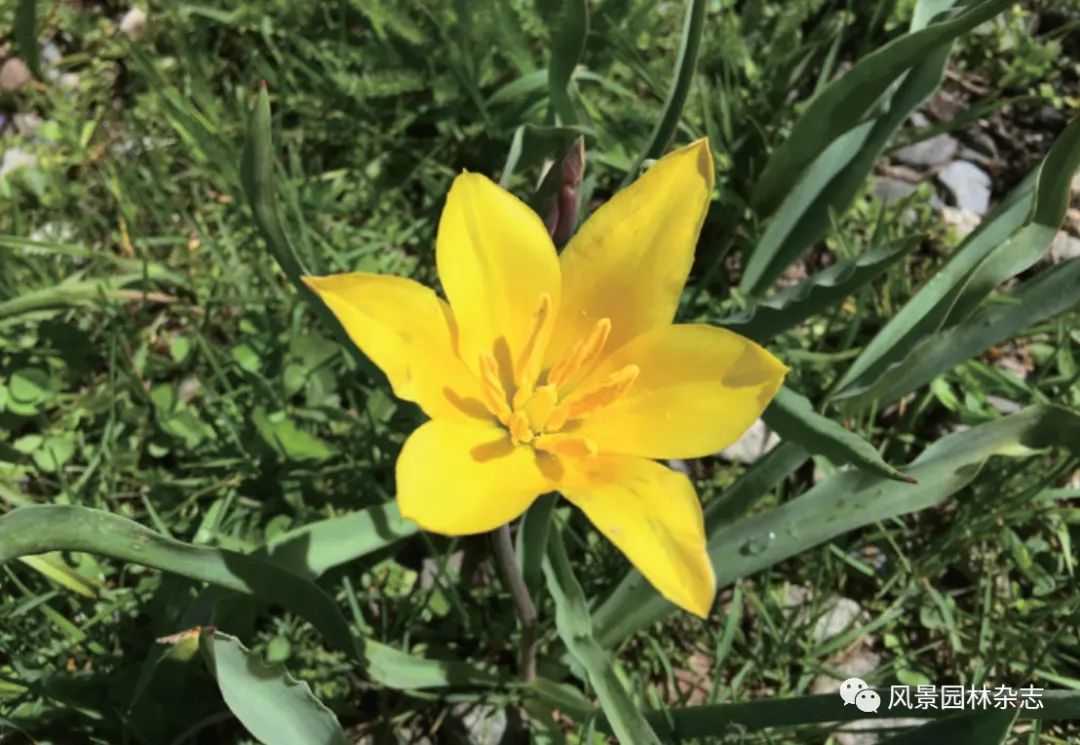 LA专题 | 张道远 管开云 康晓珊 刘会良 王建成 王喜勇 | 打造干旱区植物种质资源保育的“挪亚方舟”
