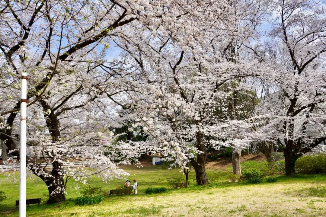 国际景观之声·日本篇 | 8h如何快速get日本景观精髓？